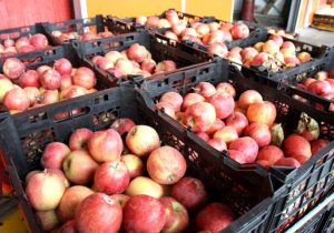 تعیین نرخ جدید ذخیرهسازی سیب در سردخانههای دماوند/ افزایش ۲۵ درصدی تعرفه نگهداری سیب در سردخانهها