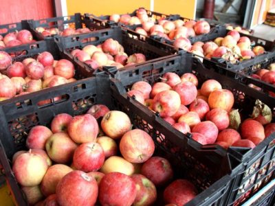 تعیین نرخ جدید ذخیرهسازی سیب در سردخانههای دماوند/ افزایش ۲۵ درصدی تعرفه نگهداری سیب در سردخانهها