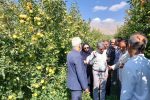 کیل‌گیری باغ‌های سیب برای تعیین باغدار نمونه کشوری در دماوند