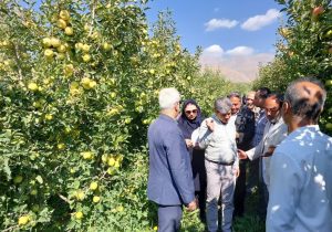 کیلگیری باغهای سیب برای تعیین باغدار نمونه کشوری در دماوند
