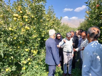 کیلگیری باغهای سیب برای تعیین باغدار نمونه کشوری در دماوند