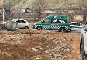 زندهگیری پلنگ سرگردان در روستای مغانک دماوند/ پلنگ پیر به دامپزشکی تهران منتقل شد+ تصاویر