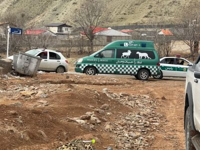زندهگیری پلنگ سرگردان در روستای مغانک دماوند/ پلنگ پیر به دامپزشکی تهران منتقل شد+ تصاویر