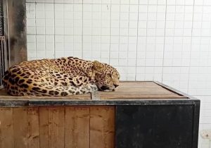 پلنگ دماوند کرونا دارد/ محیط زیست پای نجات جانش ایستاده است/ پلنگ دماوند به پردیسان منتقل شد