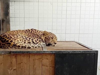 پلنگ دماوند کرونا دارد/ محیط زیست پای نجات جانش ایستاده است/ پلنگ دماوند به پردیسان منتقل شد