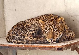 پلنگ دماوند تلف شد