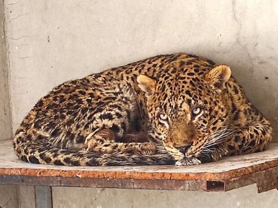 پلنگ دماوند تلف شد