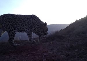 پلنگ دماوند رفت، اما پلنگها در دماوند زندهاند