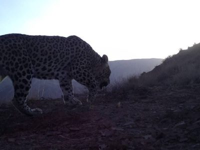 پلنگ دماوند رفت، اما پلنگها در دماوند زندهاند