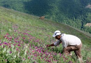 ممنوعیت فروش و برداشت‌ گیاهان مرتعی و دارویی در دماوند