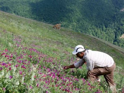 ممنوعیت فروش و برداشت‌ گیاهان مرتعی و دارویی در دماوند