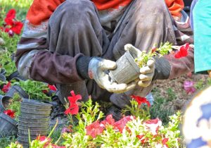 دماوند رنگ گل گرفت+ تصاویر