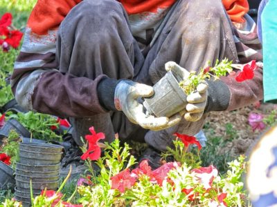 دماوند رنگ گل گرفت+ تصاویر