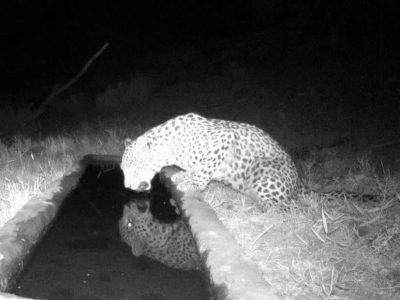 دماوند؛ زیستگاه حیاتوحش/ شناسایی و مشاهده یک قلاده پلنگ جدید در دماوند+ تصویر