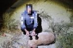 شکارچی غیرمجاز هنگام حمل لاشه قوچ وحشی در دماوند دستگیر شد