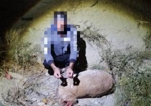 شکارچی غیرمجاز هنگام حمل لاشه قوچ وحشی در دماوند دستگیر شد