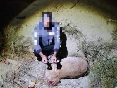 شکارچی غیرمجاز هنگام حمل لاشه قوچ وحشی در دماوند دستگیر شد