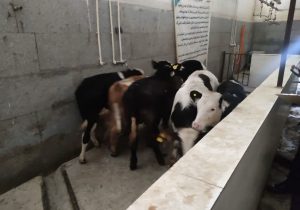 کشف دام زنده قاچاق به ارزش ۴ میلیارد در دماوند