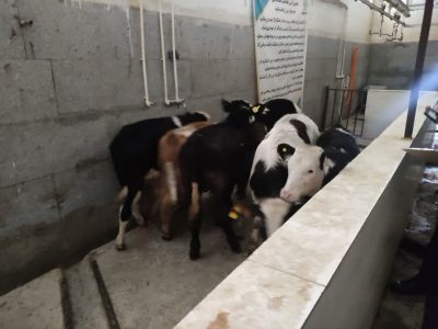 کشف دام زنده قاچاق به ارزش ۴ میلیارد در دماوند