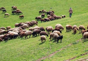 زمان قانونی چرای دام در مرتع «دشتمزار» از اواسط اردیبهشت است/ برخورد با هرگونه برداشت بی‌رویه گیاهان برخورد