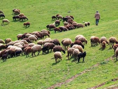 زمان قانونی چرای دام در مرتع «دشتمزار» از اواسط اردیبهشت است/ برخورد با هرگونه برداشت بی‌رویه گیاهان برخورد
