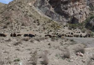 برخورد قاطع با دامداران غیرمجاز در دماوند/ ۱۲۰۰ رأس دام از مراتع اخراج شدند