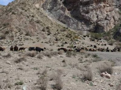 برخورد قاطع با دامداران غیرمجاز در دماوند/ ۱۲۰۰ رأس دام از مراتع اخراج شدند