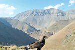 عکس| نمایی زیبا از یک عقاب تیزپر در ارتفاعات تیزآب دماوند
