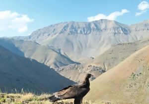 عکس| نمایی زیبا از یک عقاب تیزپر در ارتفاعات تیزآب دماوند