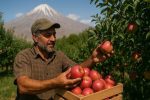 فصل طلایی باغداران دماوند/ سیب و گردو راهی بازار میشوند